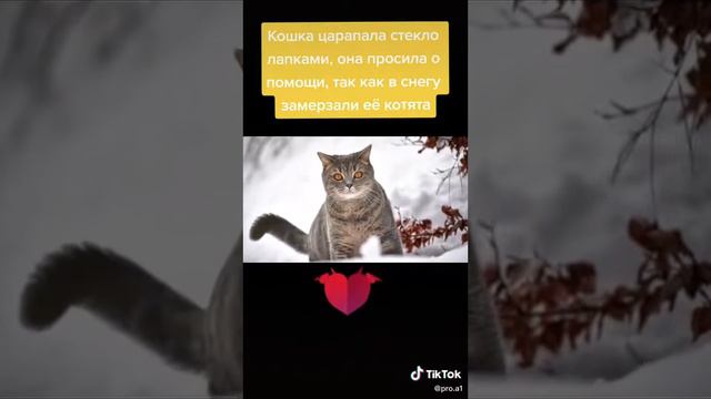 Кошка царапала стекло лапками она просила помощи так как в снегу замёрзли котята