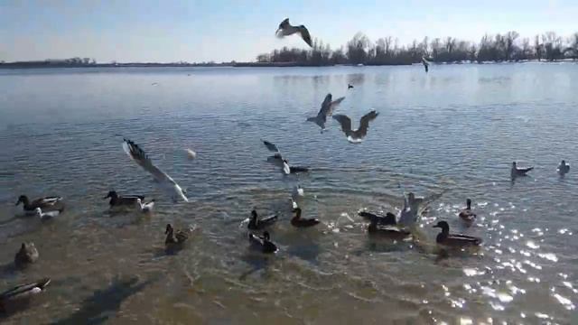 Дикие утки зимой смотреть онлайн