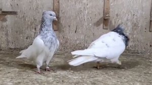 И кто их так разрисовывает⁉️? Иранские голуби г. Мешхед, Иран | Kaftar Mashad | کبوترهای ایرانی