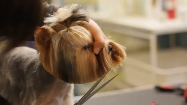 Техника стрижки головы йорка смотреть онлайн