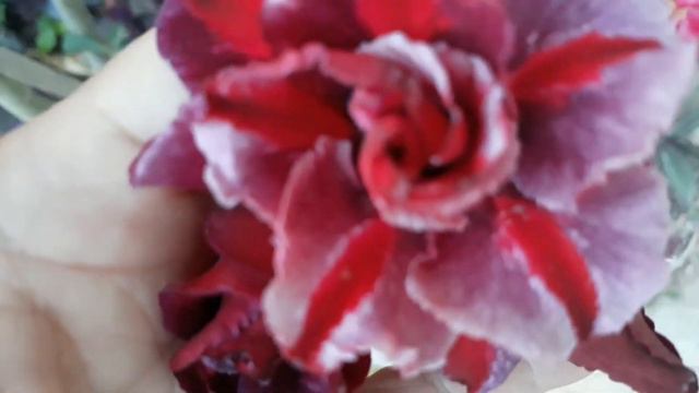 Rosa do deserto TS-301 Adenium Obesum смотреть онлайн