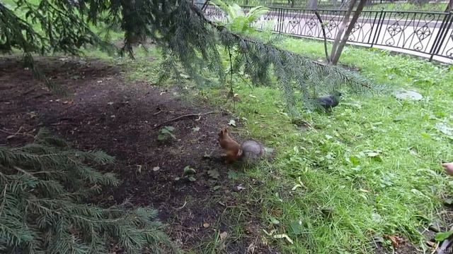 Белки Покровского монастыря. Москва Россия. смотреть онлайн