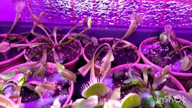 Зимовка Дионеи и Саррацении (#4) смотреть онлайн