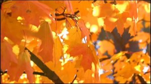 Я подарю тебе Осень ?Музыка - Эдгар Туниянц