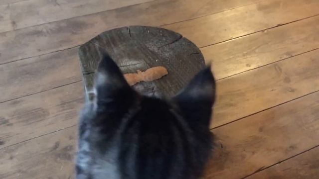 Выполнение команд. Корги и мейн-кун смотреть онлайн