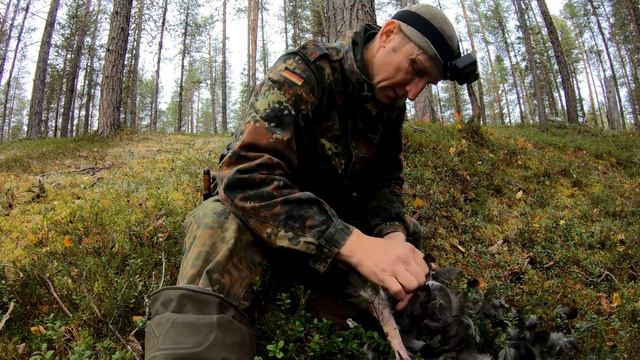 Добыл с помощью собак, но без собак.Ходовая охота с лайками на глухаря. смотреть онлайн