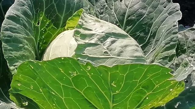 Обработка сада весной и осенью