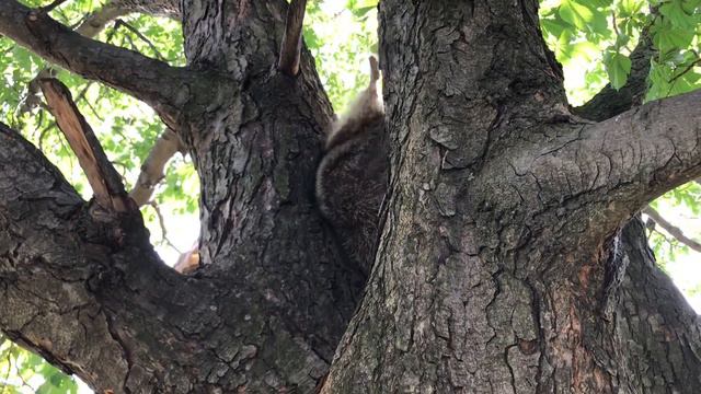 Енот Мона гуляет на улице смотреть онлайн