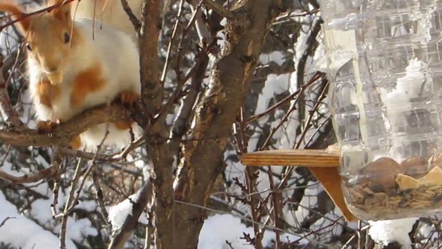 Зимняя снежность. Музыка Сергея Аверьянова. смотреть онлайн