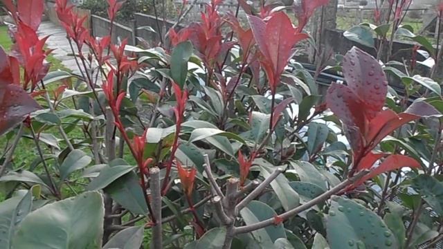 FOTINIA: Photinia x fraseri "Red Robin" (www.riomoros.com) смотреть онлайн