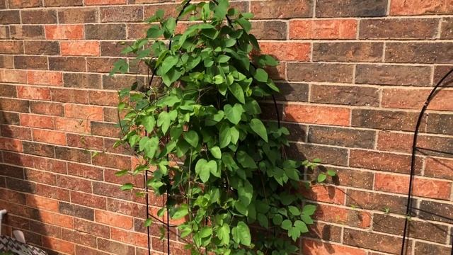 Clematis.Success Clematis and Taranaki Clematis.Beautiful blooms.North Texas.Zone 8a.//Small garden смотреть онлайн