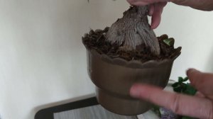 Обрезка дерева бонсай (фикус микрокарпа)