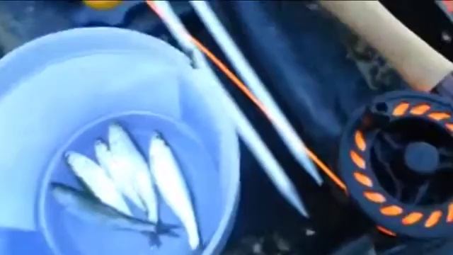 Рыба Чарует