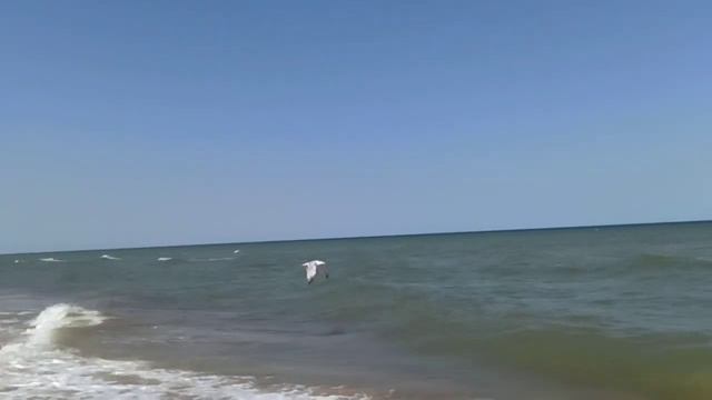 Море и чайки над волнами смотреть онлайн