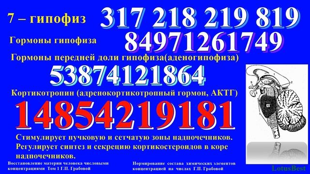 Гормоны. Гормоны гипофиза.
