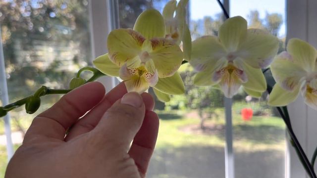 Giant Phalaenopsis in bloom смотреть онлайн