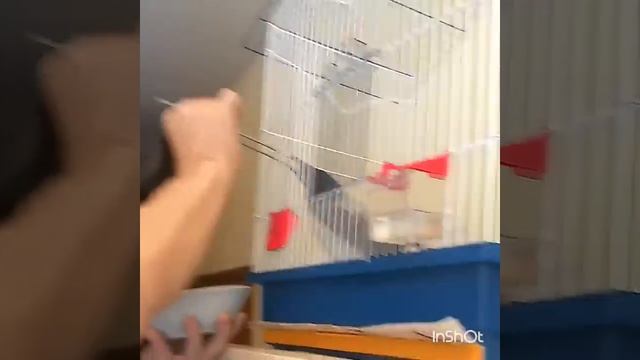 Кормление слётка серой вороны (3) Хуся смотреть онлайн