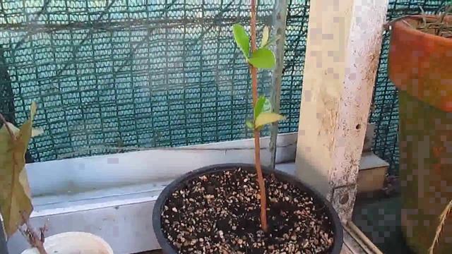 Alocasia, Incienso Y Feijoa Transplantadas HD