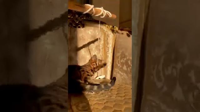 Продаются котята « Бенгалов» смотреть онлайн