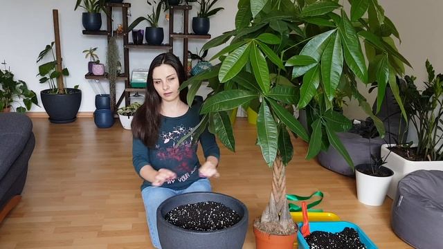Money tree REPOTTING | Money tree plant care instructions смотреть онлайн