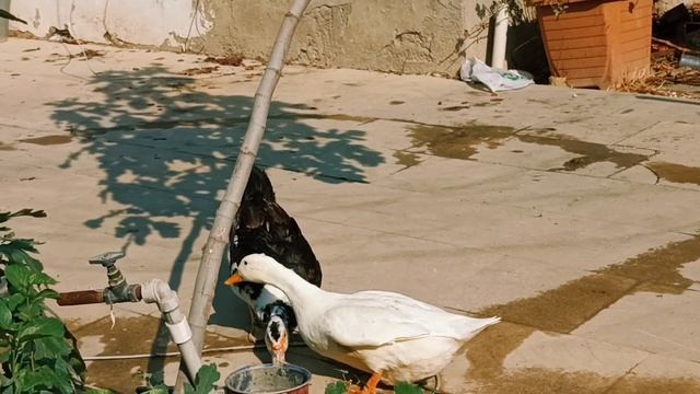Мускусная утка гуляет с белой уткой смотреть онлайн