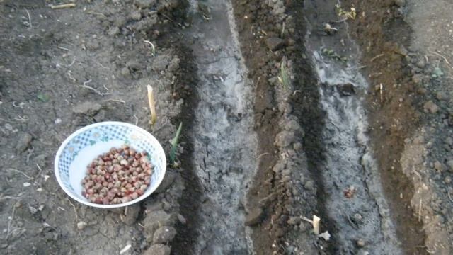 Дачные грядки мои. 42 серия. Сажаем многоярусный лук. смотреть онлайн