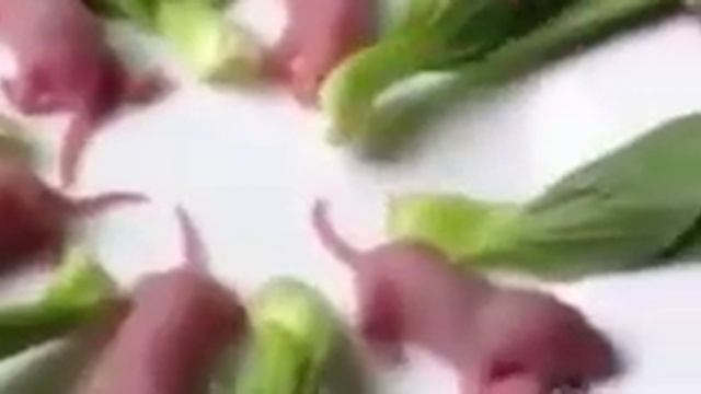 TOP 10,ПОЖИРАНИЕ ЖИВОГО ОСЬМИНОГА смотреть онлайн