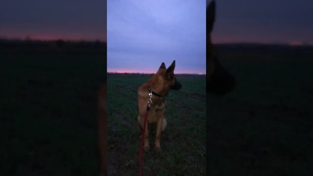 Закат и моя прелесть, помесь малинуа и ВЕО смотреть онлайн