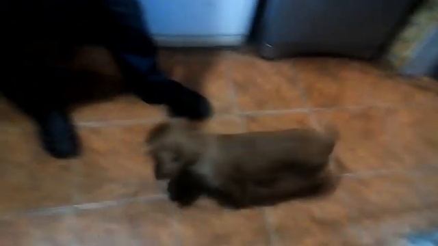 Учим щенка спаниеля команде "нельзя","сидеть"/Вырабатываем выдержку смотреть онлайн