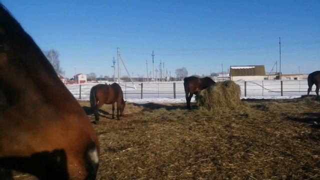 Про жеребость кобыл// какое пополнения мы ожидаем // жеребец в хозяйстве не обходим смотреть онлайн