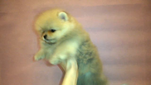 Каприз Души Николетта (девочка немецкий шпиц) смотреть онлайн