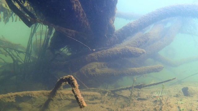 Водный мир, природный биотоп, среда обитания. смотреть онлайн