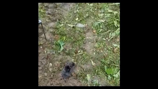 Как поймать крота Как избавиться Кротоловка Отзывы покупателей №3 but how to catch a mole смотреть онлайн