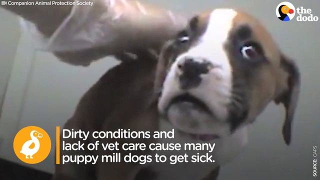 Pet Stores CAUGHT Lying About Puppy Mill Dogs | The Dodo смотреть онлайн