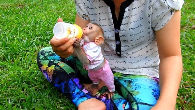 Mom Bring Adorable Doni To Pick Fresh Java Plum смотреть онлайн