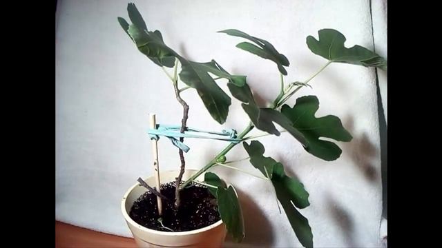 Инжир Дома с Плодами черенкование выращивание Feige Fig Cuttings растим дома Смоковница Fig Plant