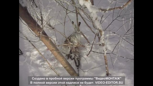 охота на зайца с капканом 2 смотреть онлайн