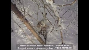 охота на зайца с капканом 2