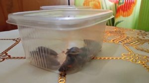 | #Содержание паука дома |Брахипельма смити | #птицеед |Брахипельма смити содержание | Паук дома |