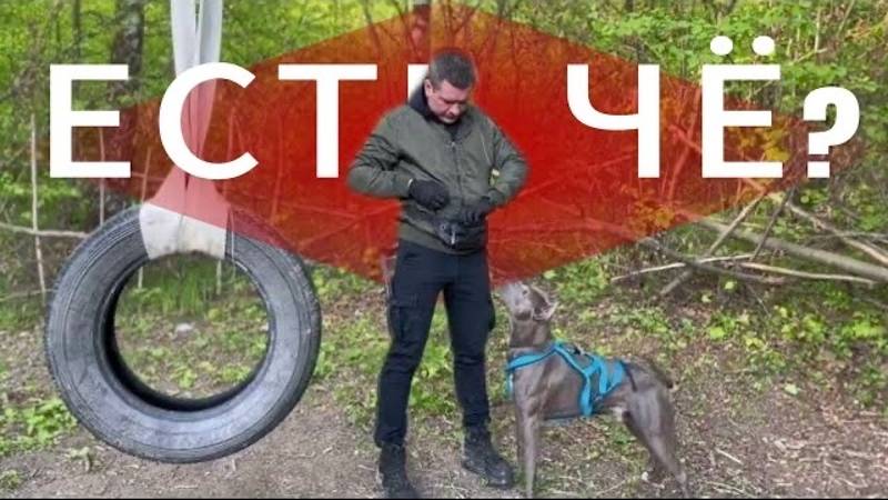 Готовимся с питбулем к лету ч.2 смотреть онлайн