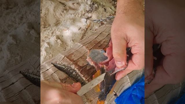 оранжевополосатый спинорог или оранжевополосатый балистап - готовим. смотреть онлайн