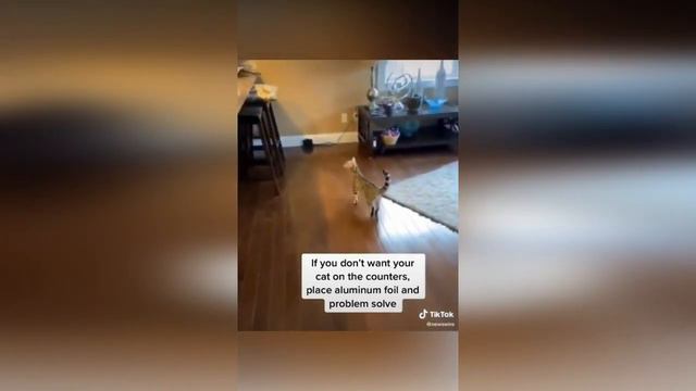 Смешные видео из тиктока с домашними животными смотреть онлайн