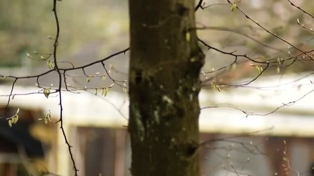 Sony Alpha 55 300mm Video Test смотреть онлайн