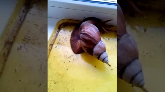 Моя  Африканская  улитка. :-)