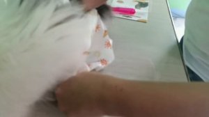 How to put diapers to the cat?