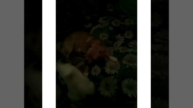 Самые Смешные!!!Кошка дерётся с Собакой))) смотреть онлайн