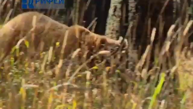 Пестрый мир Звери Аляски смотреть онлайн