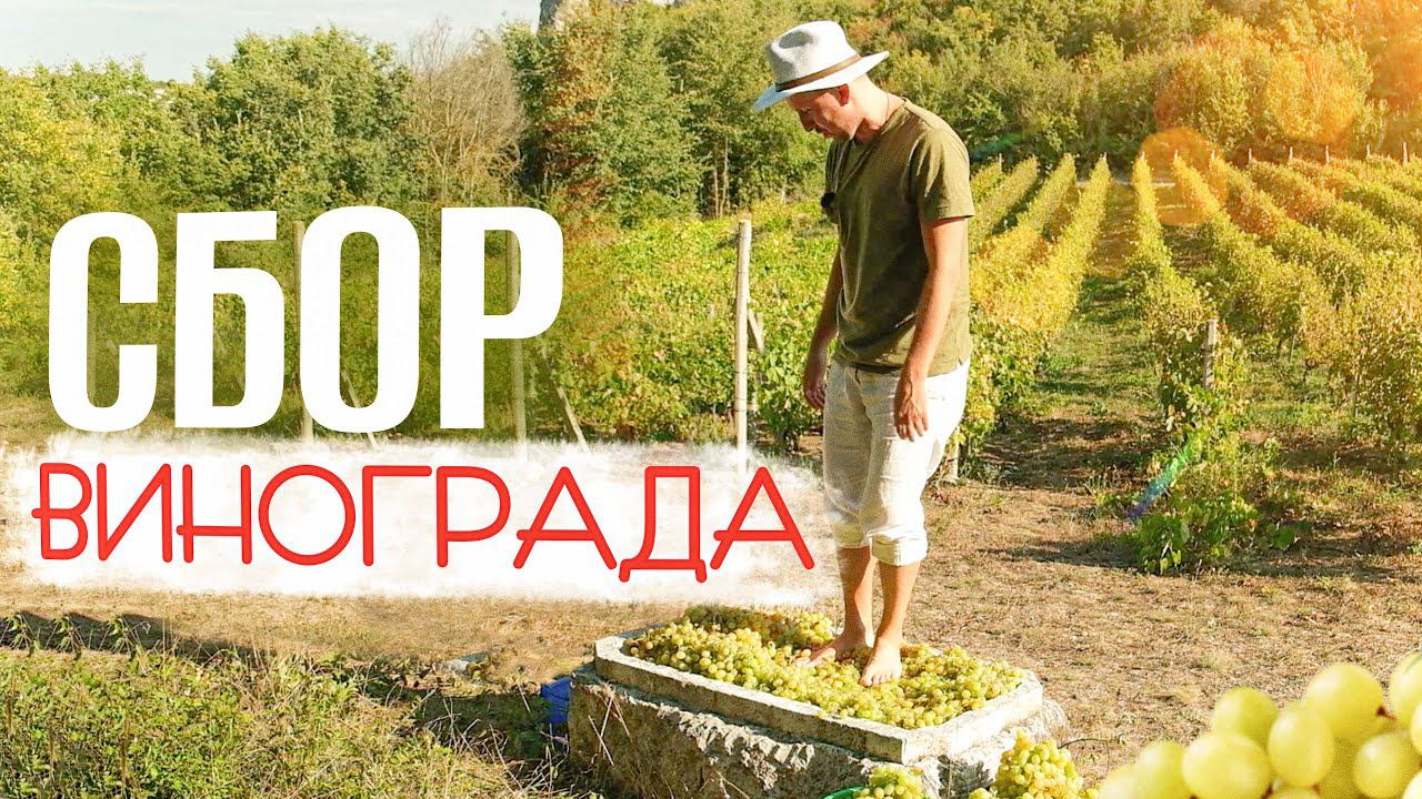 СБОР ВИНОГРАДА - МАГИЧЕСКИЙ процесс / нашли вековую лозу и давили новый урожай @travel-show смотреть онлайн