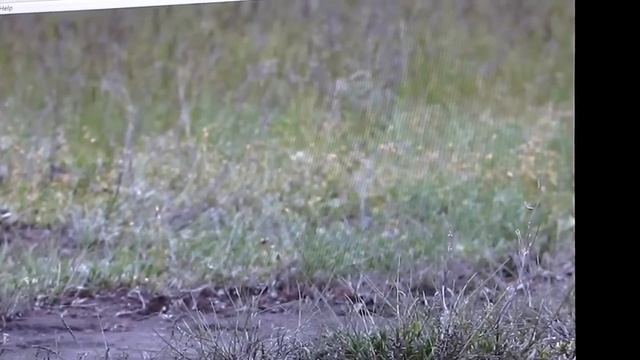 Золотая черепаха 7. О.Першин часть-2 смотреть онлайн