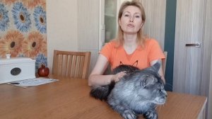 Best Maine Coon Russia WCF 2021